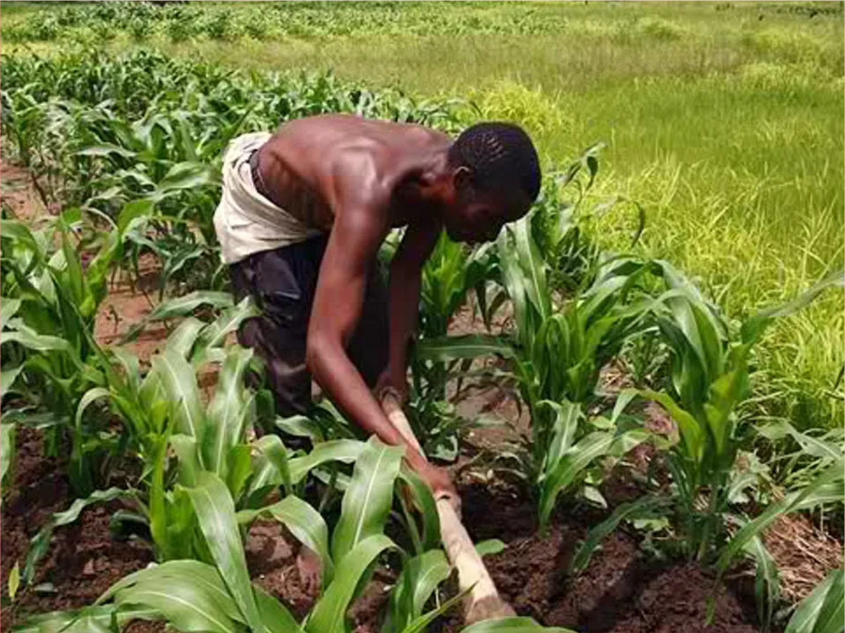 Sustainable Farming Abuja