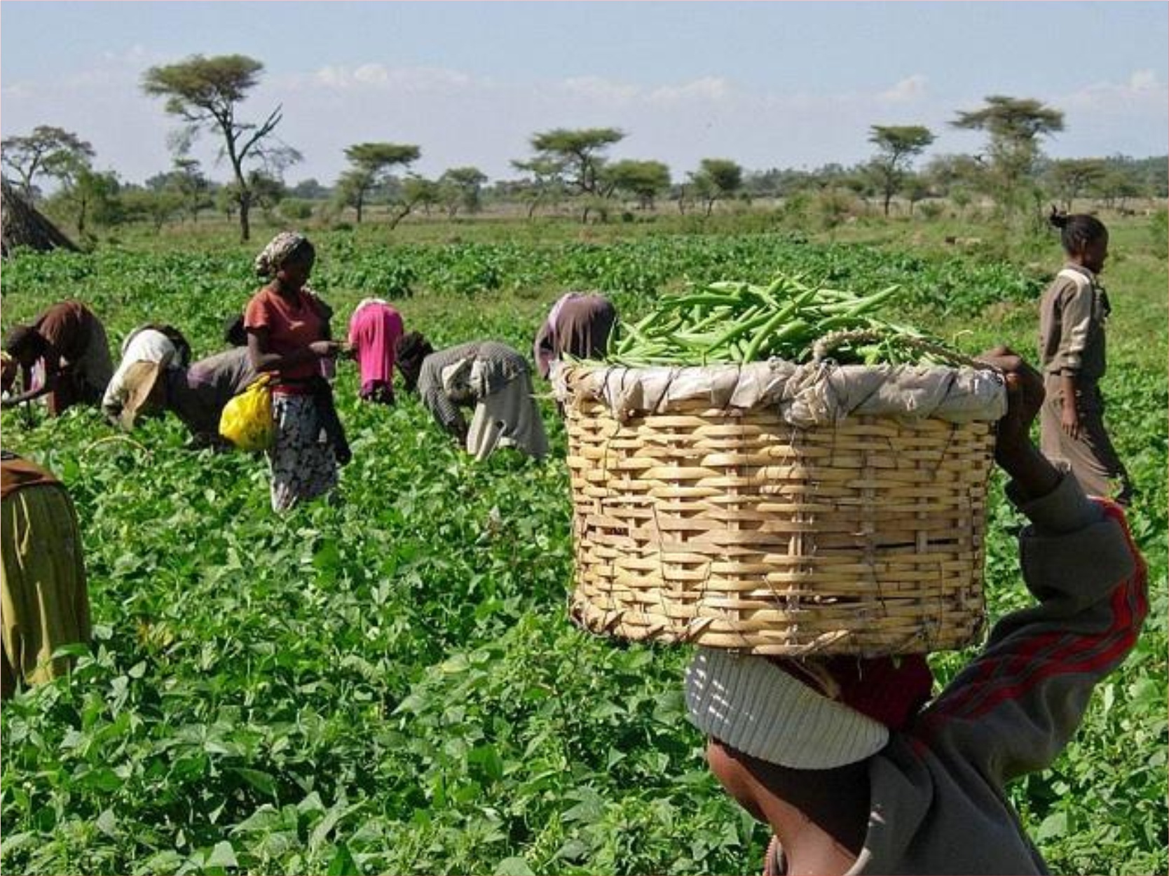 Community Farming Program